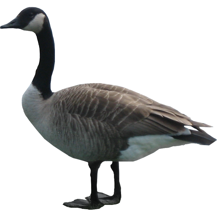 Goose